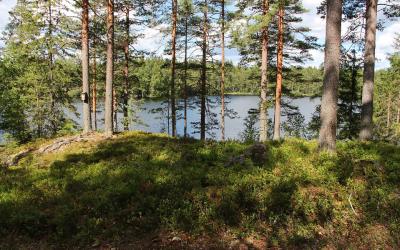 Metsän siimeksessä. Kuva Anu Valkeinen