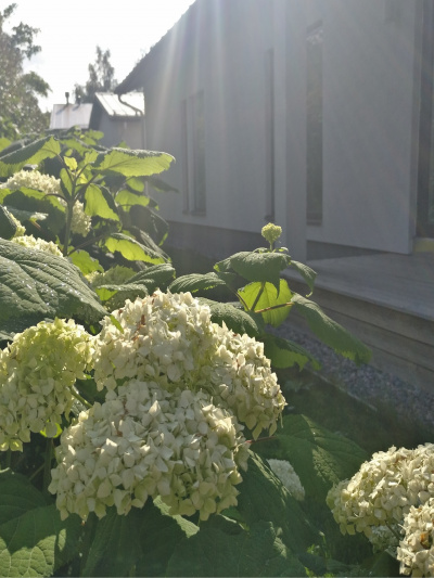 Pallohortensia kukkii heinäkuun lopusta syyskuun loppuun